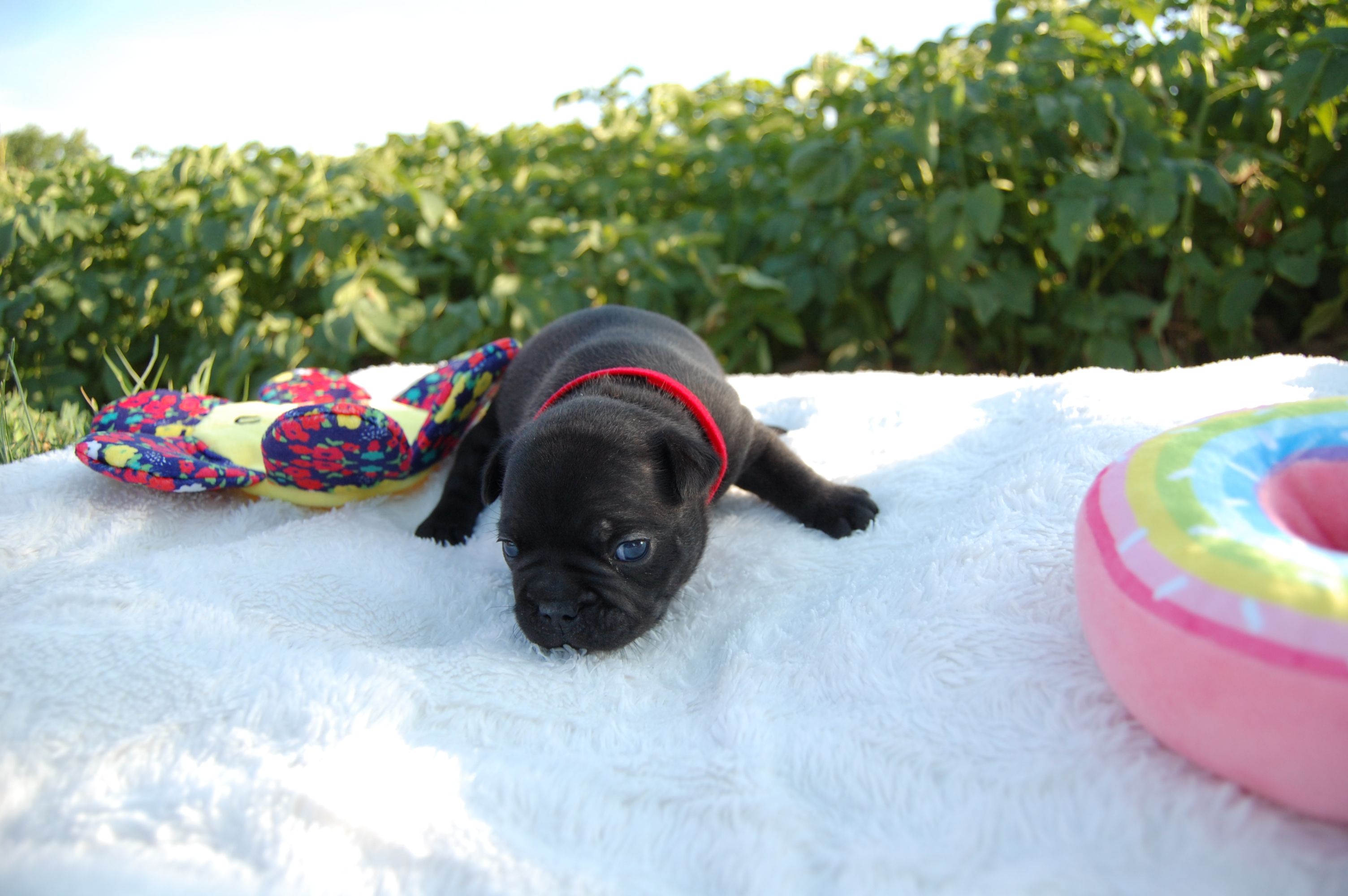 <svg class='red'></svg> <b>Mini Minnie</b> <svg class='red'></svg>